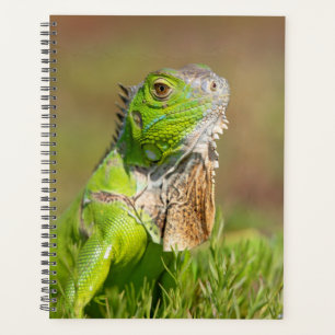 Iguana en Floride 2024