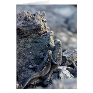 Iguana Sois Avec Toi