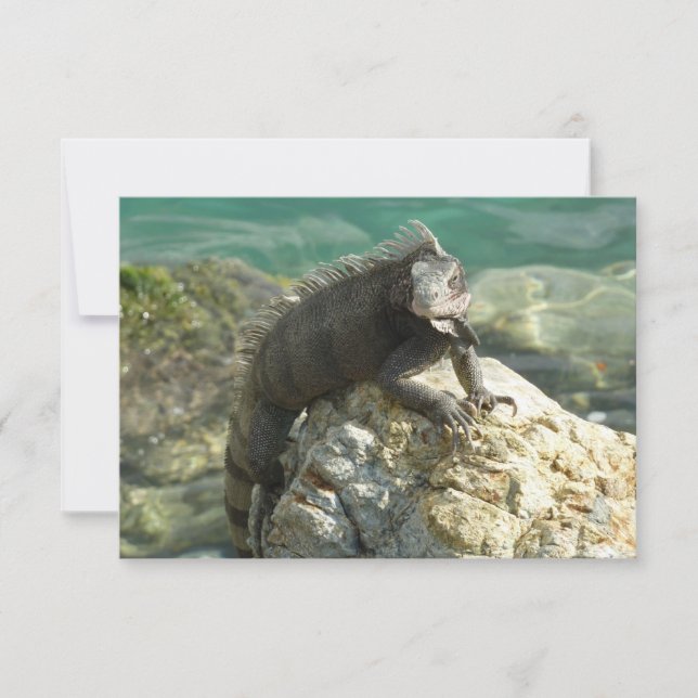 Iguana sur les rochers à St. Thomas (Devant)