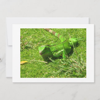 Iguana verte en herbe