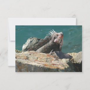 Iguane à St-Thomas