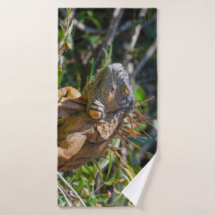 Iguane orange, photographie de Belize