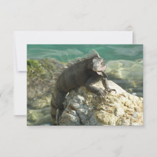 Iguane sur les rochers à St. Thomas
