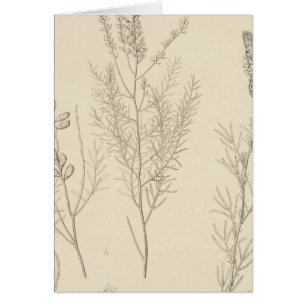 II Parryella, Petalostemon