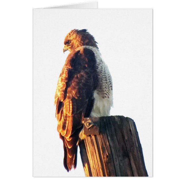 "Il n'est pas asse'à être bon….Le" faucon du (Devant)