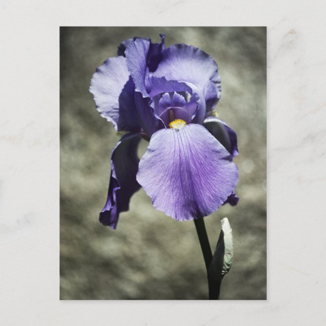 Il y a une carte postale de beauté (Devant)