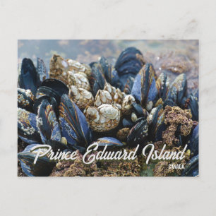 Île-du-Prince-Édouard Canada Carte postale Moules