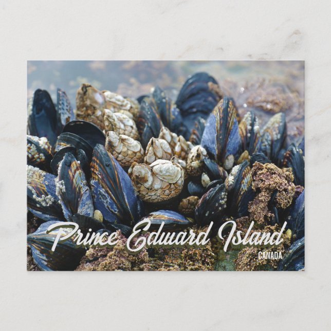 Île-du-Prince-Édouard Canada Carte postale Moules (Devant)