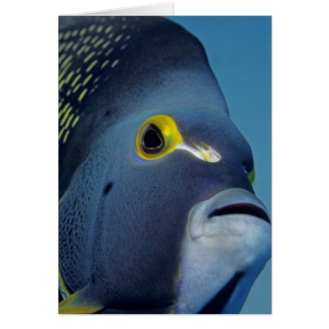 Îles Caïmans, Poisson-ange français Pomacanthus (Devant)