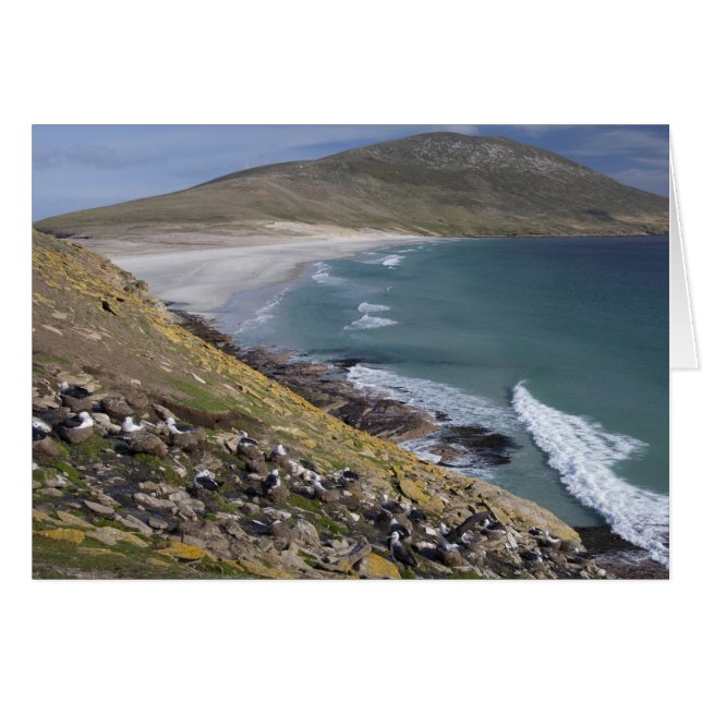 Îles Falkland, Malouines occidentales, Saunders (Devant horizontal)