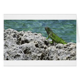 Îles Grand Cayman Green Iguana