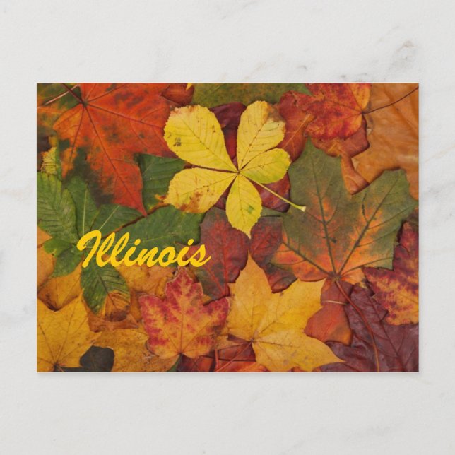 Illinois Autumn Feuilles carte postale (Devant)