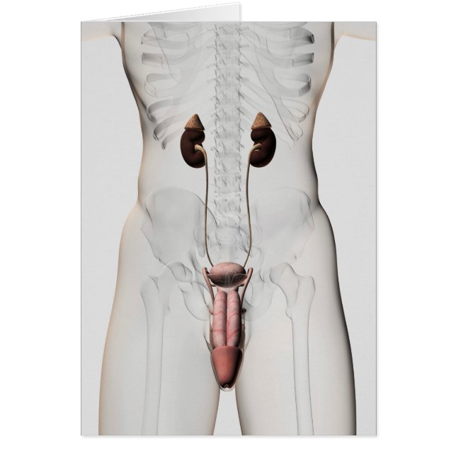 Illustration 3D Du Système Reproductif Homme 3 (Devant)