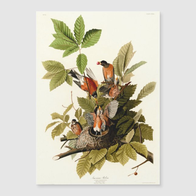 Illustration Audubon American Robin Wildlife Bird (Devant)