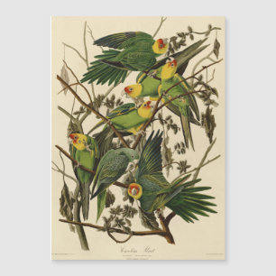 Illustration Audubon Carolina Parrot Bird