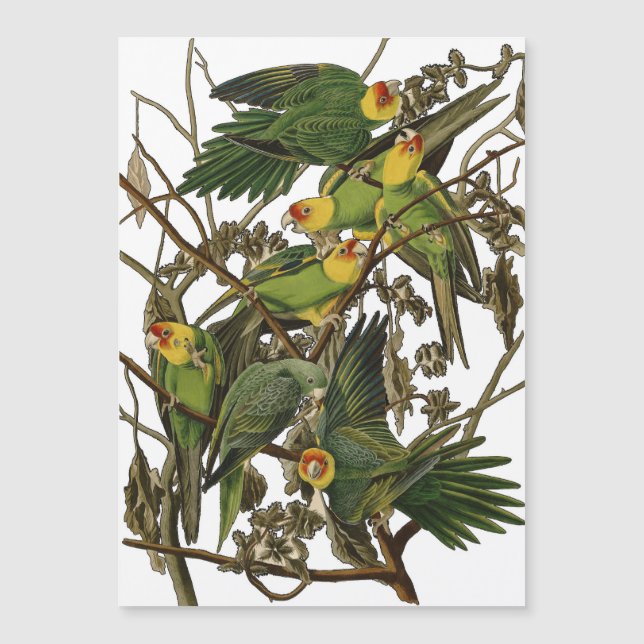 Illustration Audubon Carolina Parrot Bird (Devant)