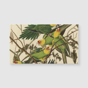 Illustration Audubon Carolina Parrot Bird