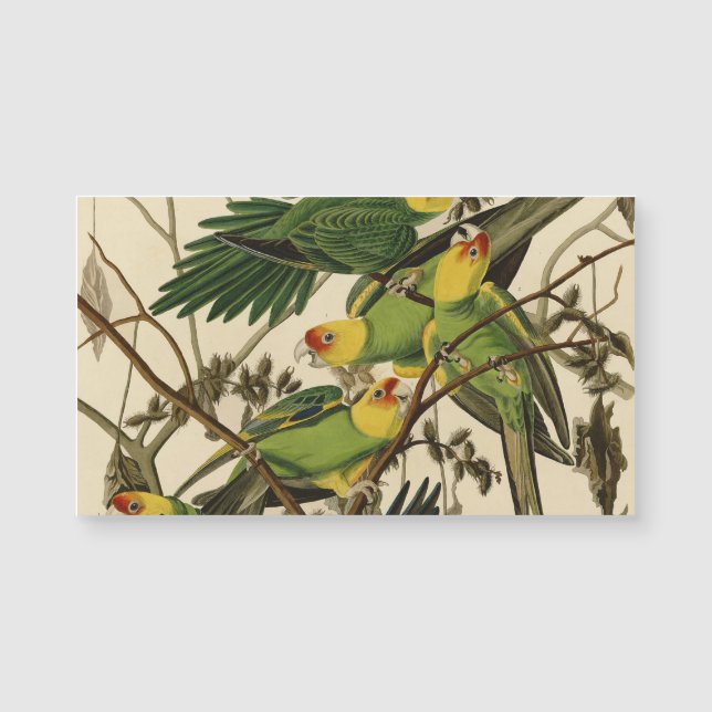 Illustration Audubon Carolina Parrot Bird (Devant)