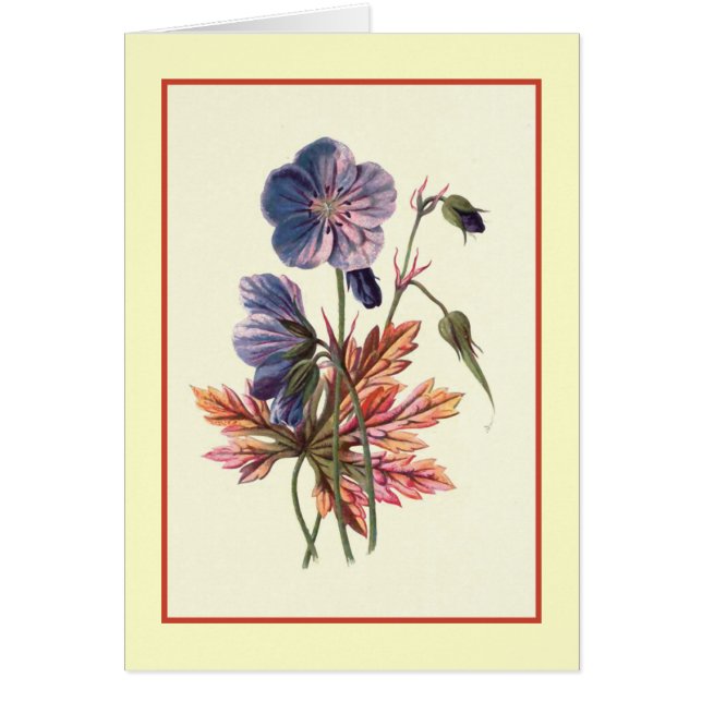 Illustration botanique "de Cranesbill de pré" (Devant)