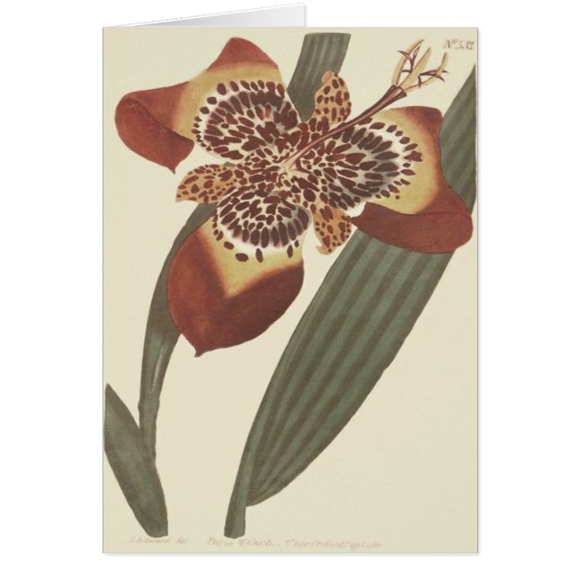 Illustration botanique de la fleur du tigre (Devant)