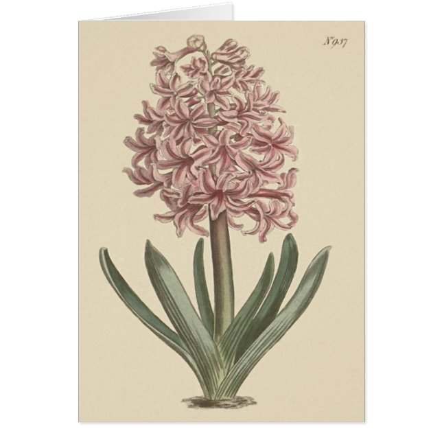Illustration botanique de la jacinthe des jardins (Devant)