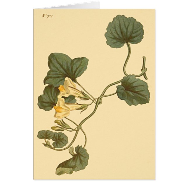 Illustration botanique de Muflier à feuilles cordé (Devant)