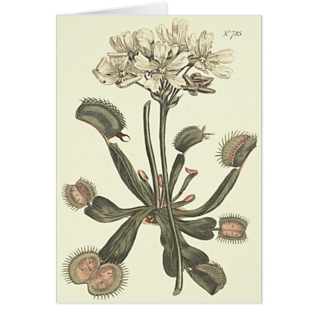 Illustration botanique du piège de Vénus (Devant)