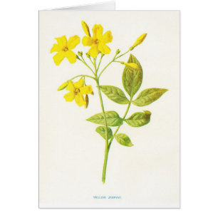 Illustration botanique vintage de jasmin jaune