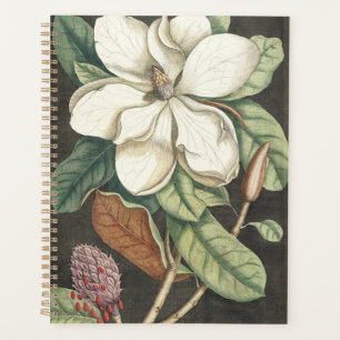 Illustration botanique vintage de magnolia de Cate