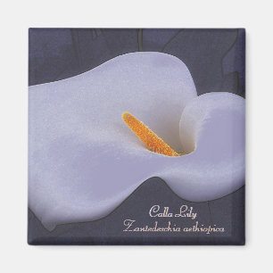 Illustration Calla Lily des aimants frigo
