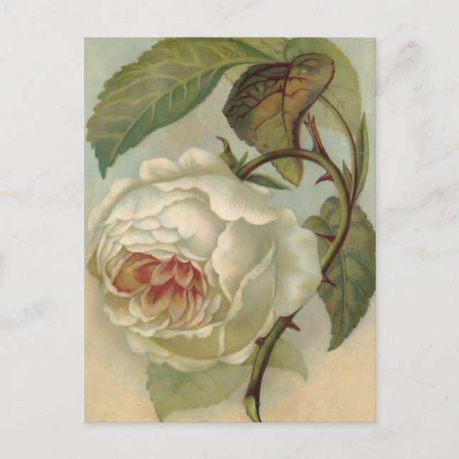 Illustration de carte postale Rose victorienne (Devant)