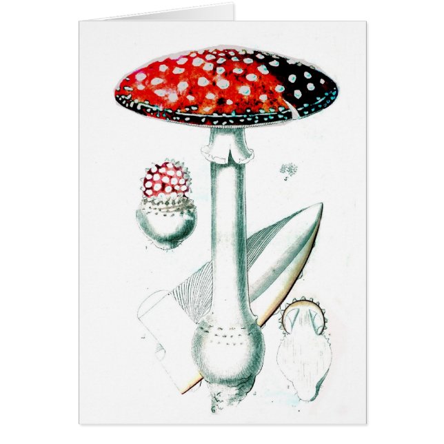 Illustration de champignon vintage (Devant)