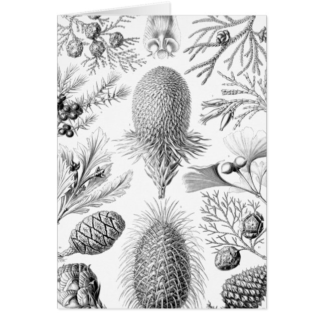 Illustration de conifère de Haeckel (Devant)