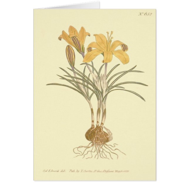 Illustration de crocus en tissu d'or (Devant)