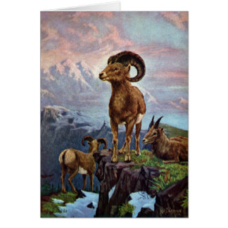 Illustration de cru de mouflons d'Amérique