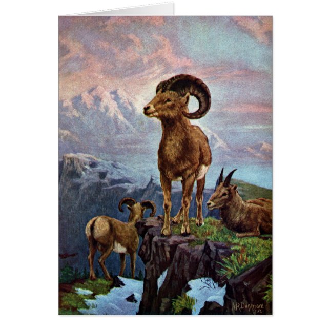 Illustration de cru de mouflons d'Amérique (Devant)