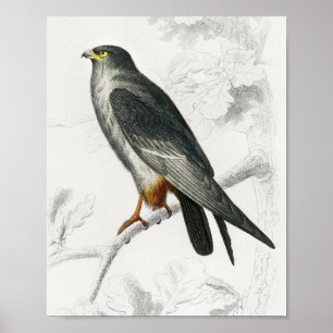 Illustration de Faucon à pattes rouges Impression 