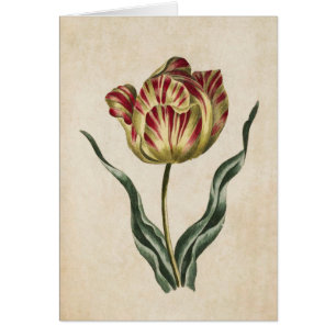 Illustration de la tulipe florale vintage