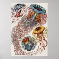 Illustration de la vie marine - Poster d'Ernst Hae