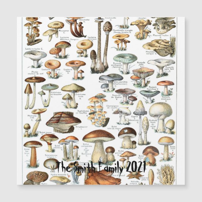 Illustration de l'art des champignons de la carte  (Devant)