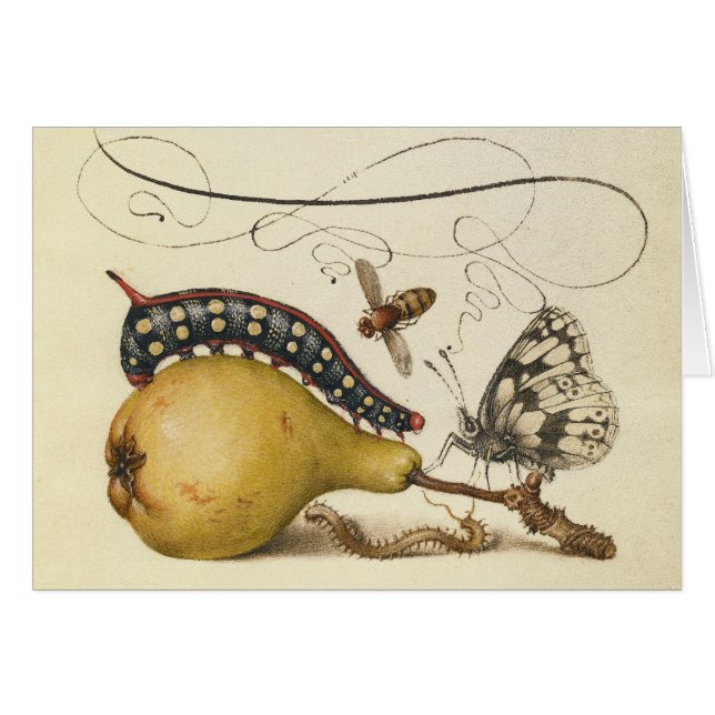 Illustration de l'insecte du fruit du papillon (Devant horizontal)