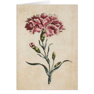 Illustration de l'oeillet végétal vintage