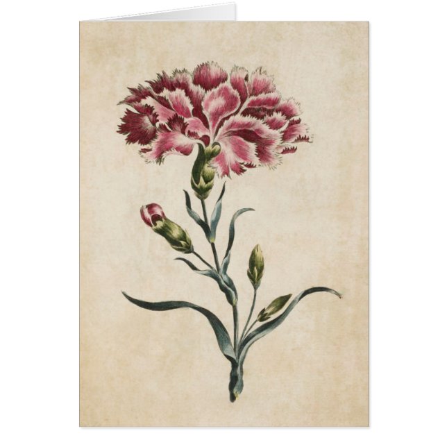 Illustration de l'oeillet végétal vintage (Devant)