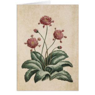 Illustration de marguerite vintage