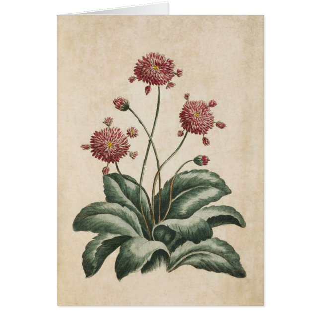 Illustration de marguerite vintage (Devant)