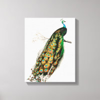 Illustration de paon Impression d'art vintage