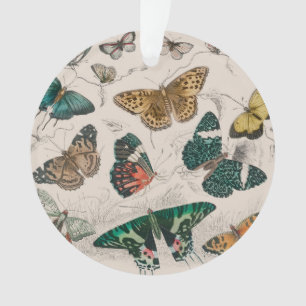 Illustration de papillon antique : 1820 Orfèvre