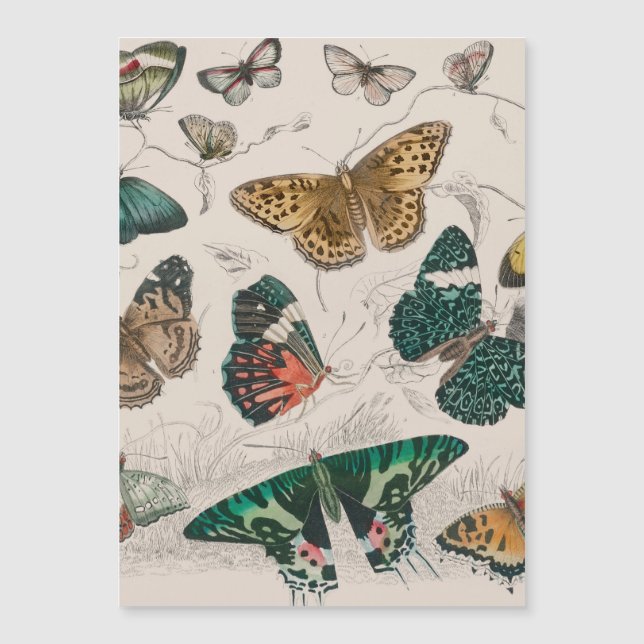 Illustration de papillon antique : 1820 Orfèvre (Devant)