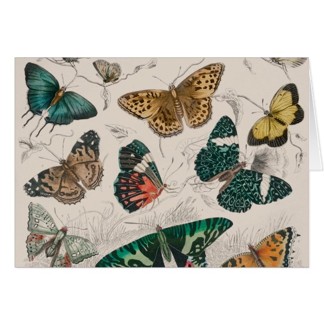 Illustration de papillon antique : 1820 Orfèvre (Devant horizontal)