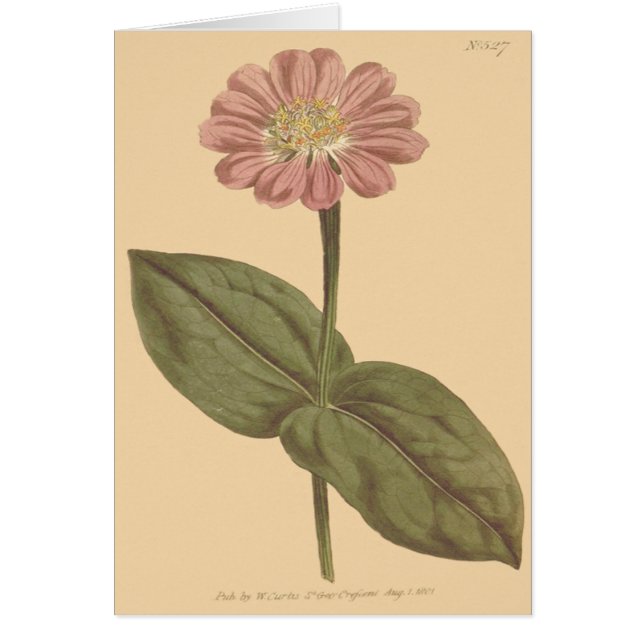 Illustration de zinnia de couleur violette (Devant)